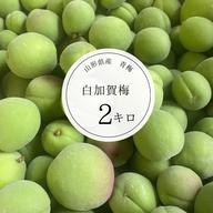 山形県産青梅♡白加賀梅♡1.2キロお試しサイズ♡ ｜ 果物/青梅 産直