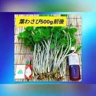 無選別】✿花ワサビ✿_500g前後(訳アリ)お試し,おまかせ ｜ 野菜/薬味