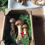 長野県産 松茸【約400g】 | 野菜/きのこ 産直アウル 農家から直接野菜