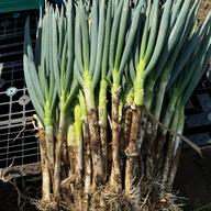 無農薬栽培の秋田の美味しい長ネギ【2kg】 | 野菜/ねぎ 産直アウル