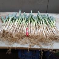 🚨ネギの王様、『下仁田ネギ 』太い3L～4Lサイズ15本🚨 | 野菜/ねぎ