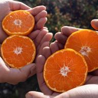 最高級】真穴（まあな）産地直送 極上みかん 2S~S 3kg 小玉 贈答 家庭