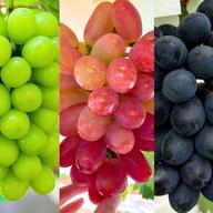 家庭用】紅色シャイン品種の大粒ぶどう バイオレットキング800g2~3房