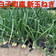 千葉県白子町産 新玉ねぎ ソニック 10kg ｜ 野菜/玉ねぎ 産直アウル