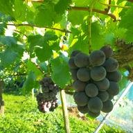 種なしピオーネ 粒パック 家庭用 | 果物/ぶどう 産直アウル 農家から