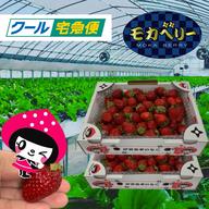 いちご　２箱もういっこ　クール便 仙台いちご もういっこ（12パック入り）: タウンショップみやぎ|【JA