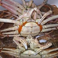 北海道産オオズワイガニ(メス)生冷凍2kg×2ケースセット | 魚介類