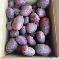 福満ファームの、デストロイヤー | 野菜/じゃがいも 産直アウル 農家