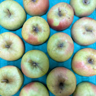 青森県産りんご「黄金ふじ」 家庭用 きずあり 5kg×2箱 | 果物/りんご