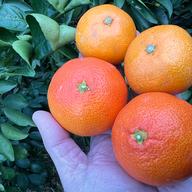 白木果樹園産(国産)ベルガモット 約1kg約7〜12個 | 果物/オレンジ