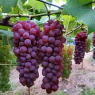 島根県出雲市産シャインマスカット 2房(約500g×2房) | 果物/ぶどう