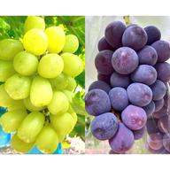 家庭用】紅色シャイン品種の大粒ぶどう バイオレットキング800g2~3房