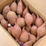 さつまいもの王道 種子島産安納芋 紅 2sサイズ4.5kg | 野菜/さつまいも