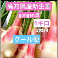 高知県産 朝採り新生姜 訳あり1キロ ｜ 野菜/薬味 産直アウル 農家