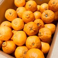 選果落ち 訳あり品】熊本県産 はるか 約2㎏ 規格外 訳あり品 【003