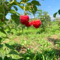秋田県北秋田市産ラズベリー1kg | 果物/ベリー類 産直アウル 農家から