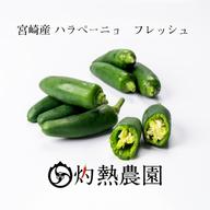 七様⭐︎青唐辛子 島唐辛子　５キロ 七様⭐︎青唐辛子 島唐辛子 5キロ