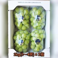 ニューピオーネ 2kg (3～4房) 岡山県産 朝採り ぶどう | 果物/ぶどう
