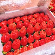 トクトク🍓いちごの宝石箱！酵素栽培の完熟いちご【いちご食べ比べ