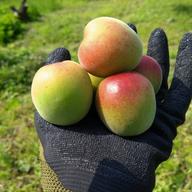送料500円引き】和歌山県産（梅酒·梅シロップ向け）古城梅5kgLサイズ