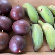 沖縄県産 摘果マンゴー(グリーンマンゴー)※小さめです！ ｜ 野菜