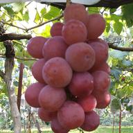 HM 山形県産　美品クイーンニーナ大房と訳ありサニードルチェ 山形県産クイーンニーナ | 果物/ぶどう 産直アウル 農家から直接野菜