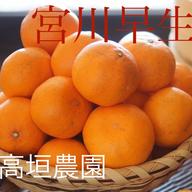 宮川早生『家庭用』5k ｜ 果物/温州みかん 産直アウル 農家・漁師など