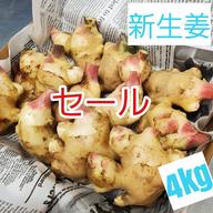 新鮮な生姜 大きめ 5キロ 高知県産 土付き新生姜5キロ | 野菜/薬味 産直アウル 農家から直接野菜