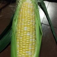 信州蓼科高原産 食用ほおずき「ゴールデンベリー」 ｜ 果物/その他果物