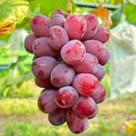 こだわりの厳選葡萄】希少品種 富士の輝&シャインマスカット(約1.4kg