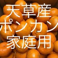 ポンカン 家庭用 箱込2kg | 果物/オレンジ・その他みかん 産直アウル