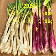 伊江島産 土・皮付き分結してきた島らっきょう送料込み | 野菜/その他