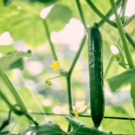 まがったキュウリ まがったキュウリ きゅうり3本用】#20×7号(4穴) | 株式会社堀江本店