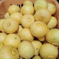 広島県産「はるか』9.5kg(箱込み) ｜ 果物/オレンジ・その他みかん