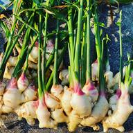 無農薬、無化学肥料の新生姜1kg | 野菜/薬味 産直アウル 農家から直接