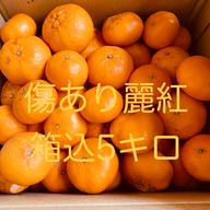果汁たっぷり甘〜い麗紅(れいこう) ｜ 果物/オレンジ・その他みかん