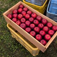 ◽️特大箱◽️ 幻の林檎　高徳　希少りんご　青森県産　クロネコ便幻の林檎 12/19発送 ◇特大箱◇ 幻の林檎 高徳 希少りんご 青森県産 クロネコ便
