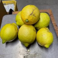 レモン界の赤い彗星・香川県観音寺産 姫レモン 訳あり約2kg ｜ 果物