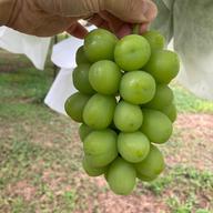 20度を超える超高糖度シャインマスカットのみ4㎏訳あり♪ | 果物