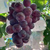 家庭用】紅色シャイン品種の大粒ぶどう バイオレットキング800g2~3房