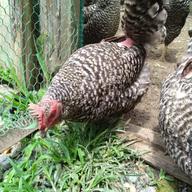 平飼い鶏卵 160個入り 大分県産 平飼い卵 （本州、四国、九州の方限定）〈冷蔵発送です〉 ｜ 卵/鶏卵