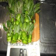 食品 信州産 朝採り 生わらび 500g以上 本日収穫！天然 山菜 産地直送