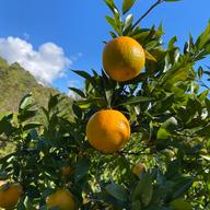 家庭用】屋久島たんかん10kg | 果物/オレンジ・その他みかん 産直