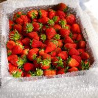 小粒いちご2kg(2kg×1箱) | 果物/いちご 産直アウル 農家から直接野菜