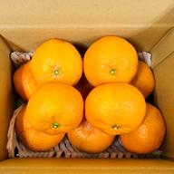 選果落ち 訳あり品】熊本県産 はるか 約5㎏ 規格外 訳あり品 【003