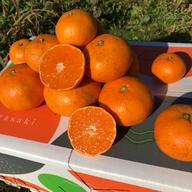 訳あり】原口早生みかん箱込10kg | 果物/温州みかん 産直アウル 農家