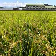 新米令和7年特別栽培福岡県産夢つくし | 米・穀物/米/精米 産直アウル