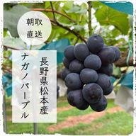 長野県松本産 ぶどう【ナガノパープル】 3房入（約1.5キロ） | 果物