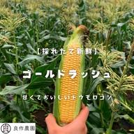 新鮮採れたてヤングコーン　100本 今が旬】皮付き採れたて新鮮ヤングコーン30本入り：愛知県産のその他