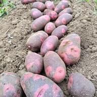 茨城県産 黄色キャッサバ mandioca yuca4kg | 野菜/その他野菜 産直